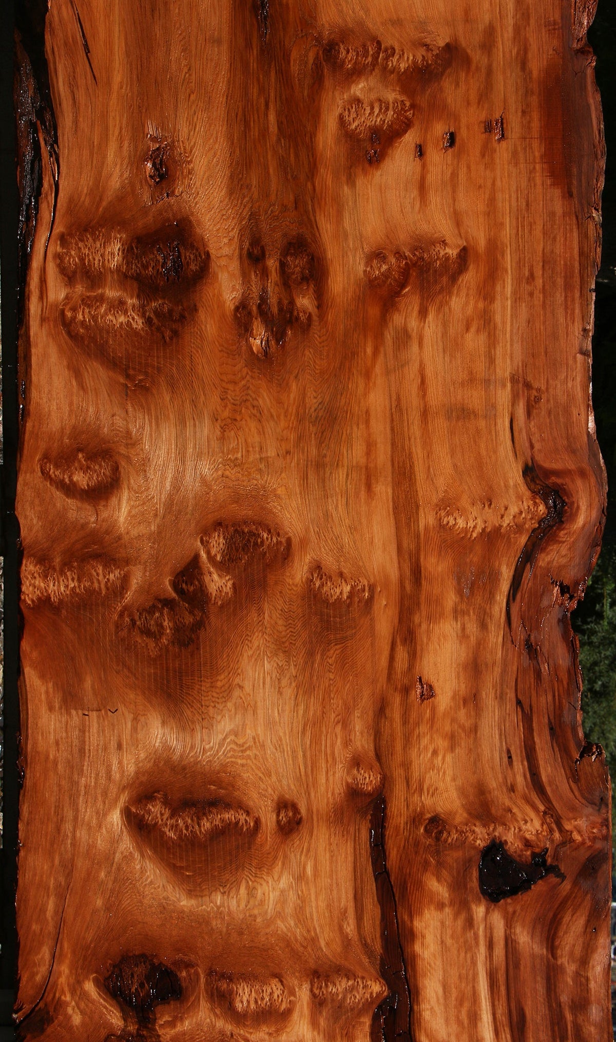 158" Long Rustic Redwood Burl Live Edge Slab