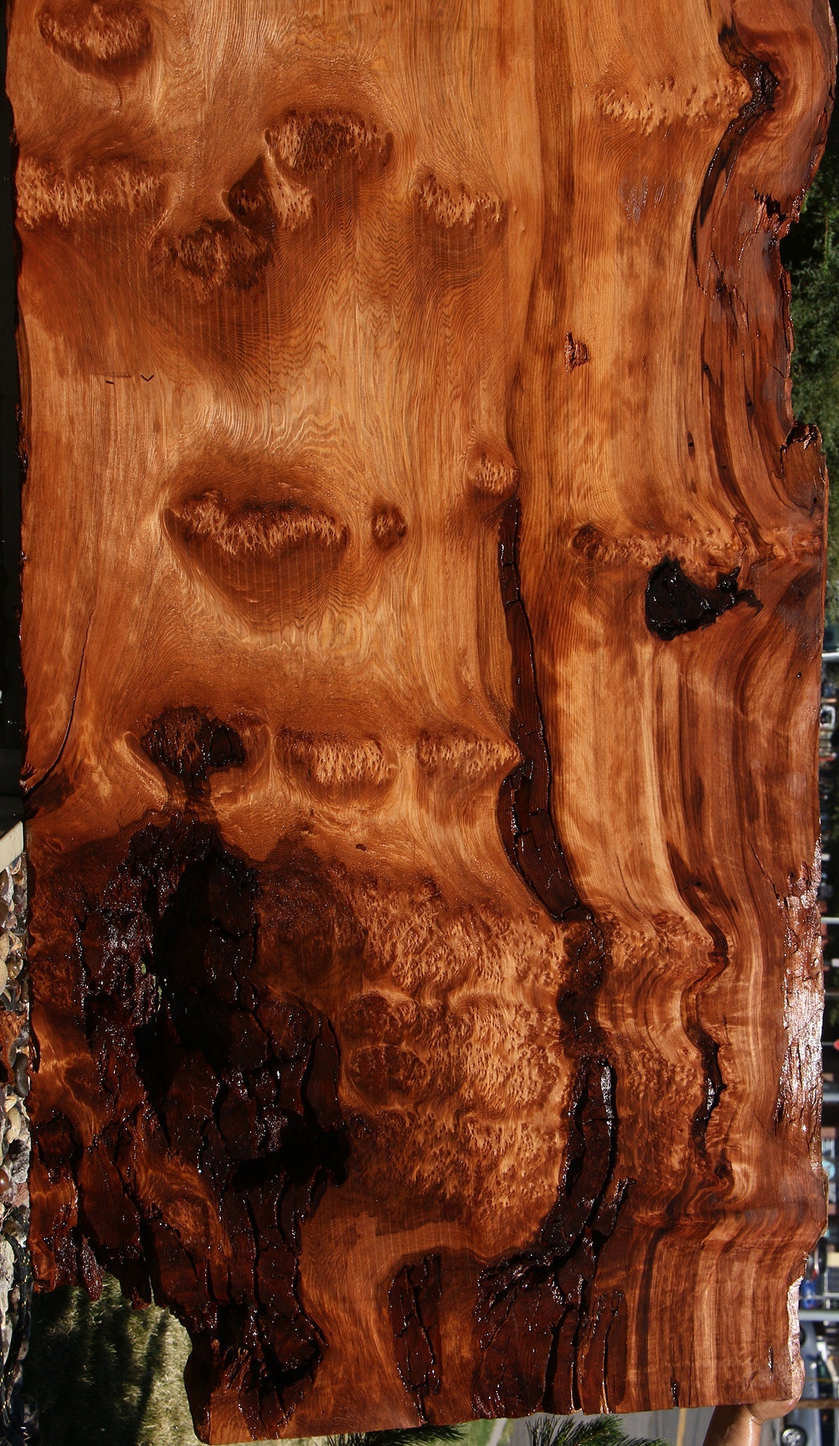 158" Long Rustic Redwood Burl Live Edge Slab