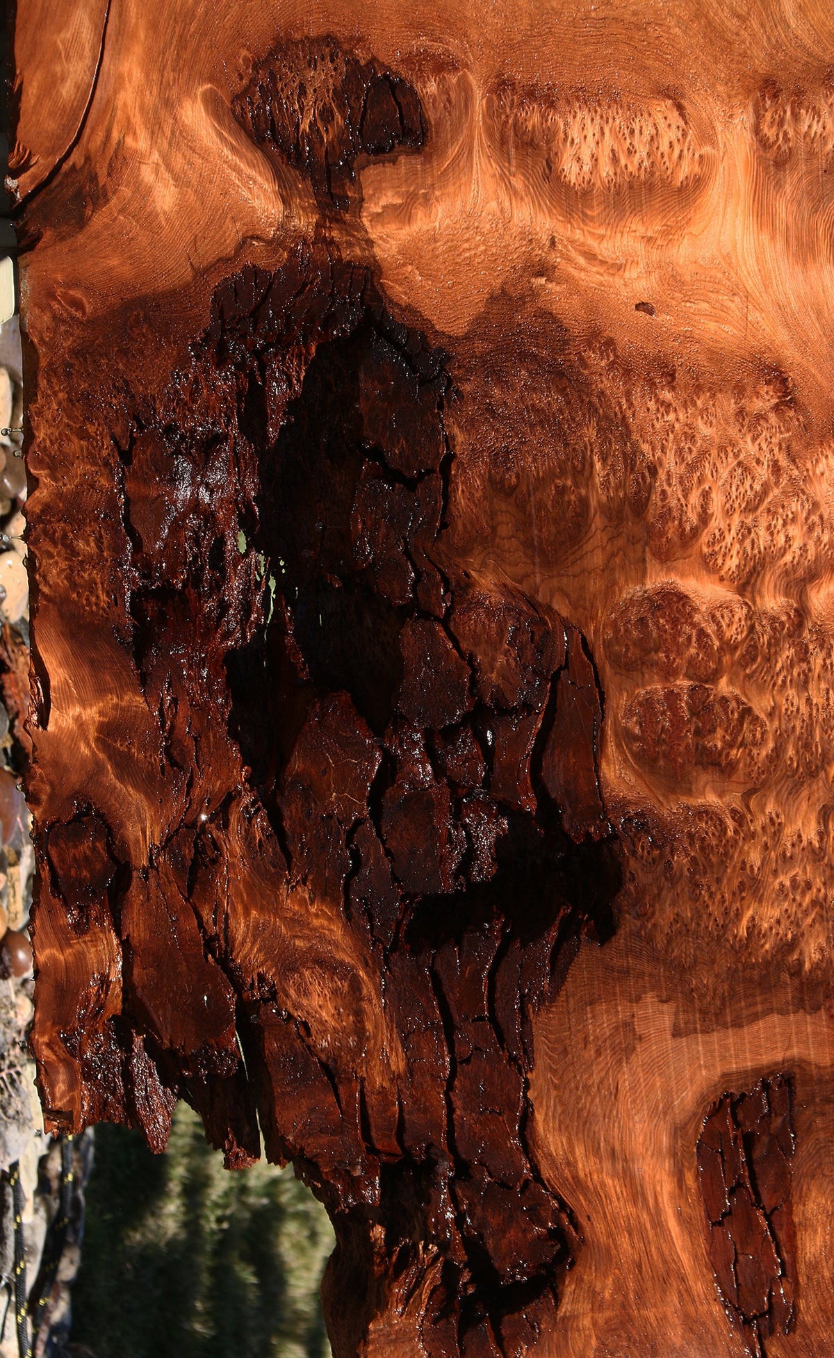 158" Long Rustic Redwood Burl Live Edge Slab
