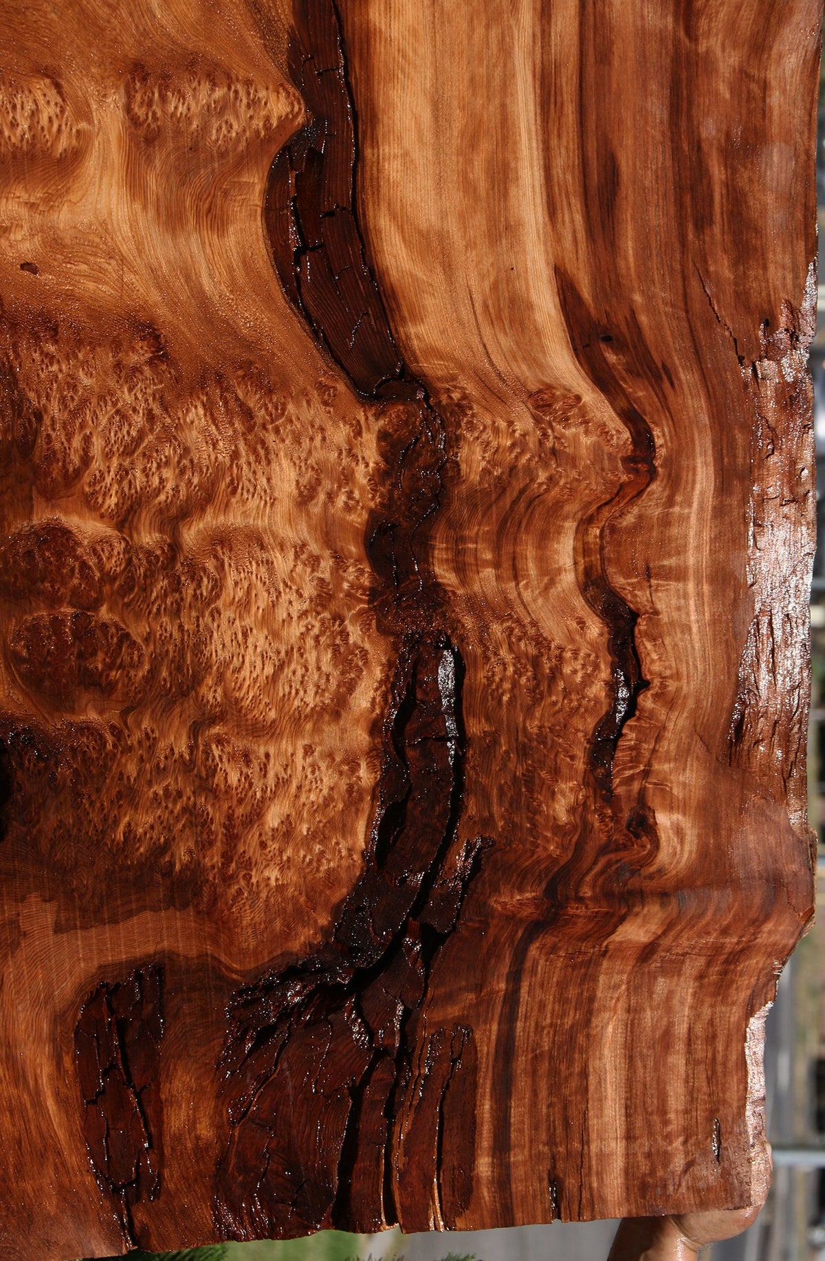 158" Long Rustic Redwood Burl Live Edge Slab