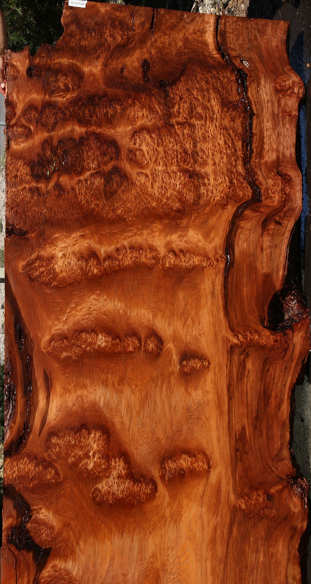 158" Long Rustic Redwood Burl Live Edge Slab