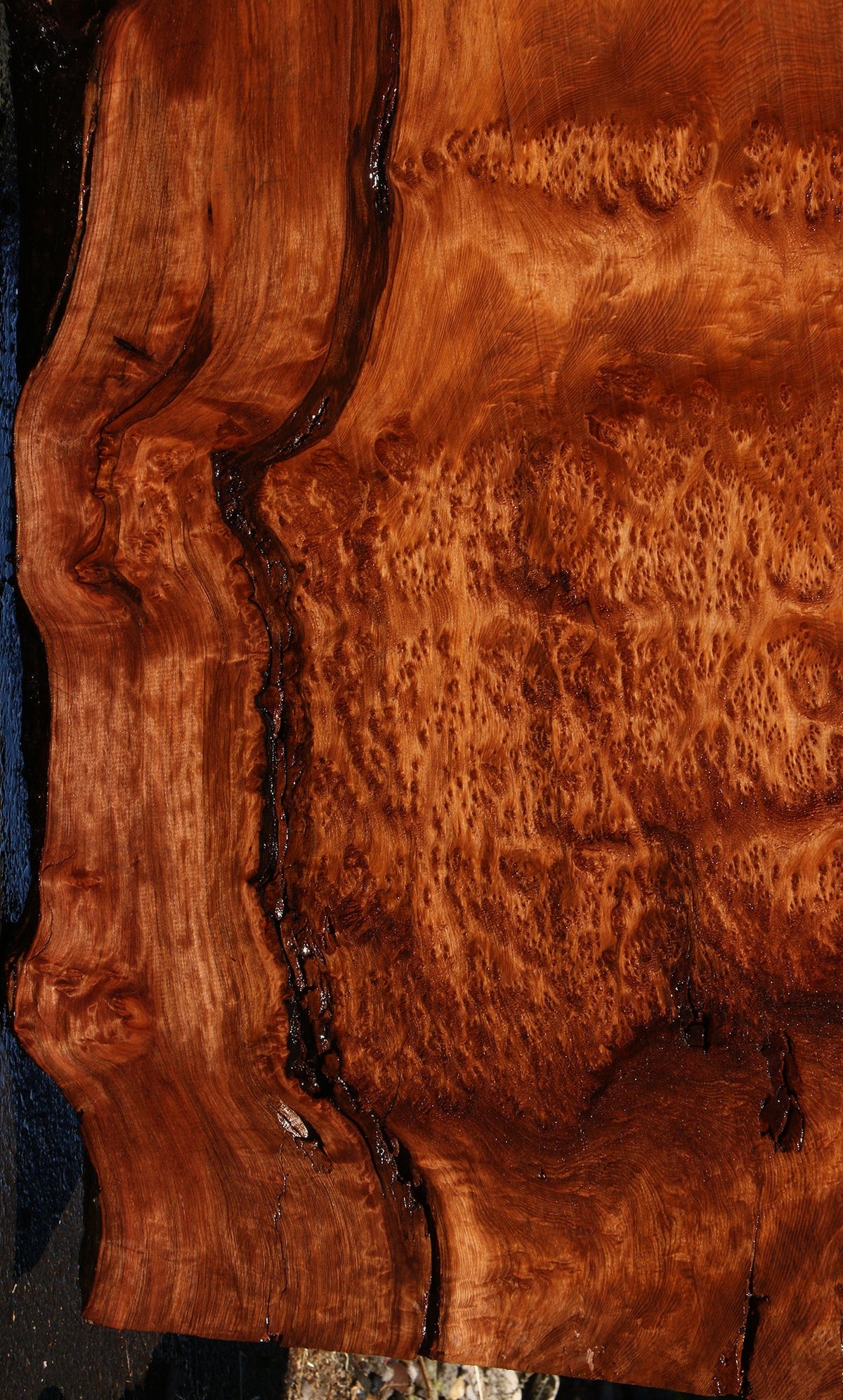 158" Long Rustic Redwood Burl Live Edge Slab