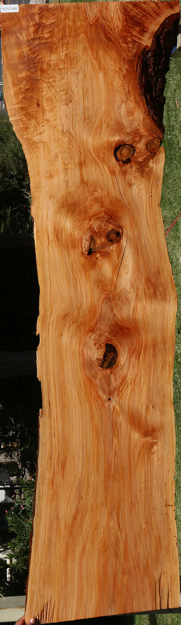 Cedar of Lebanon Live Edge Slab