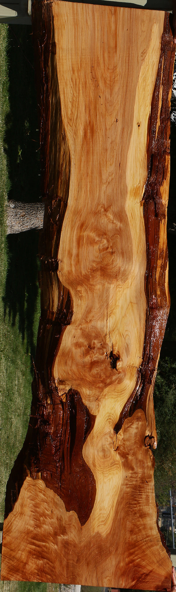 Cedar of Lebanon Live Edge Slab