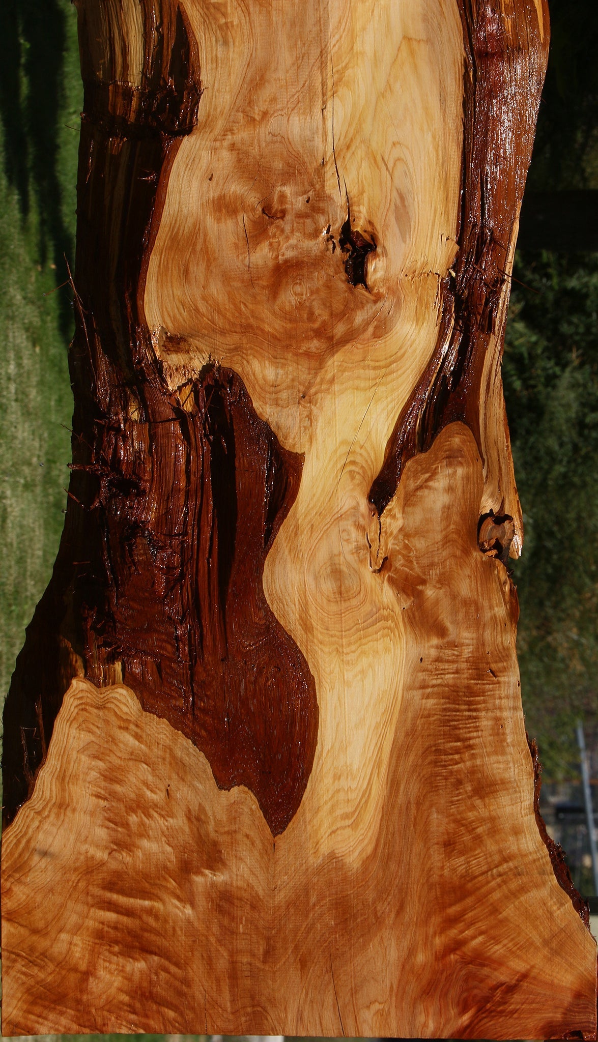 Cedar of Lebanon Live Edge Slab