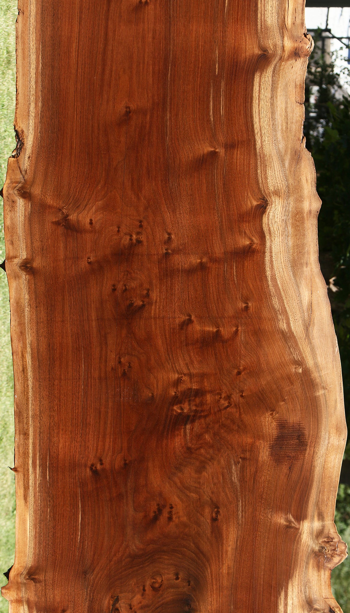 Extra Fancy Claro Walnut Live Edge Slab
