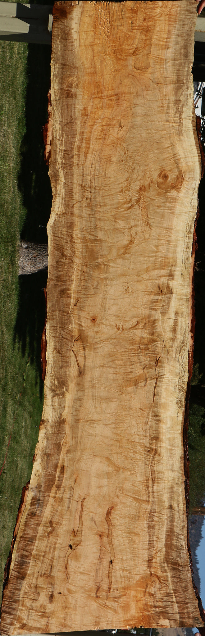 Extra Fancy Silver Maple Live Edge Slab