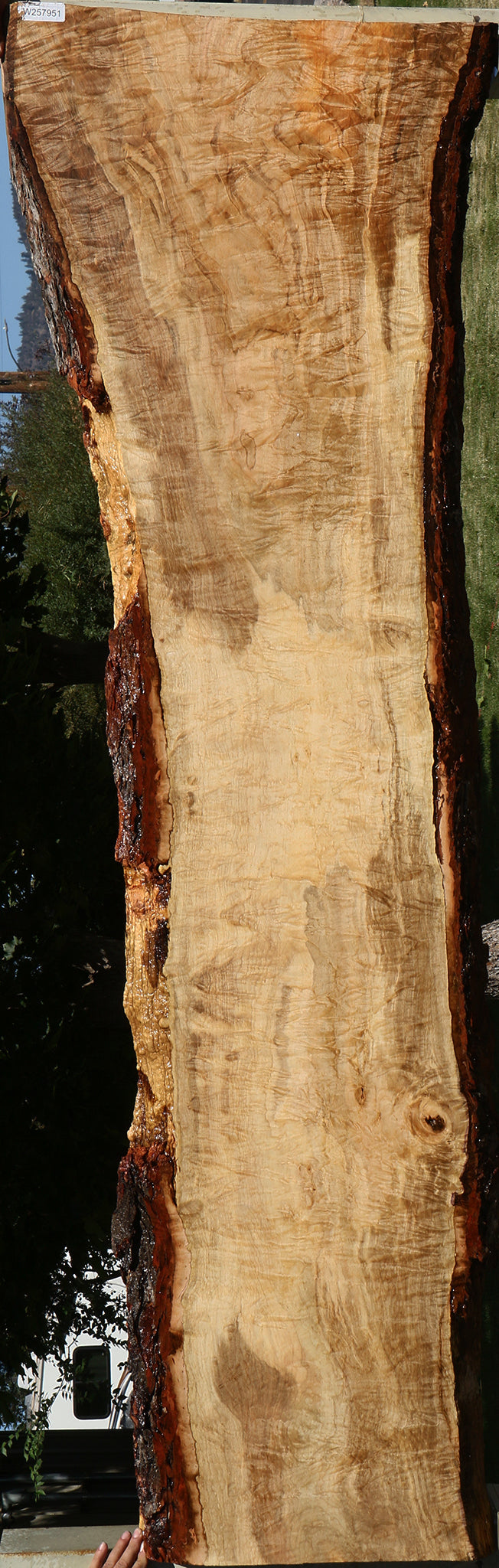 Extra Fancy Silver Maple Live Edge Slab