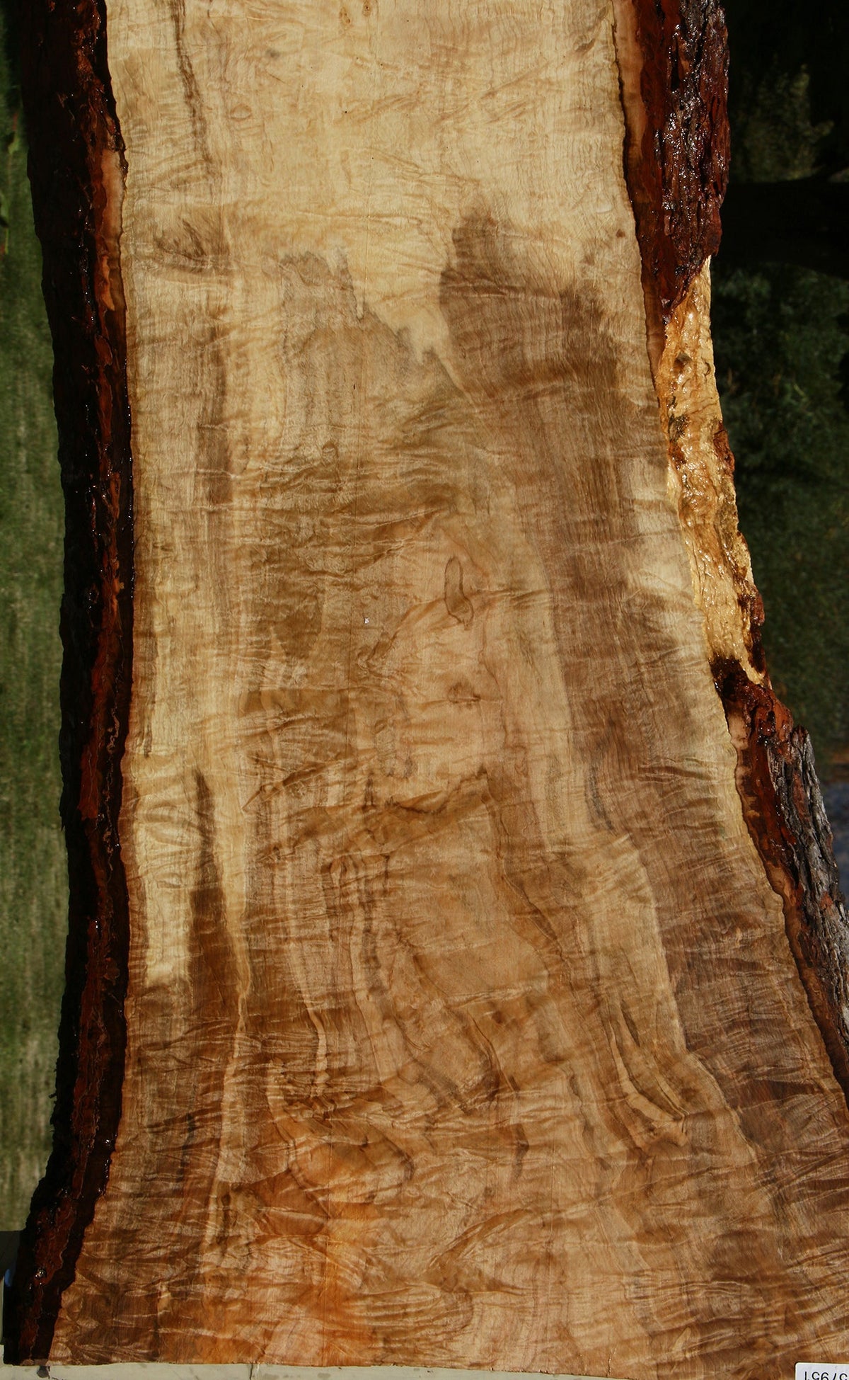 Extra Fancy Silver Maple Live Edge Slab