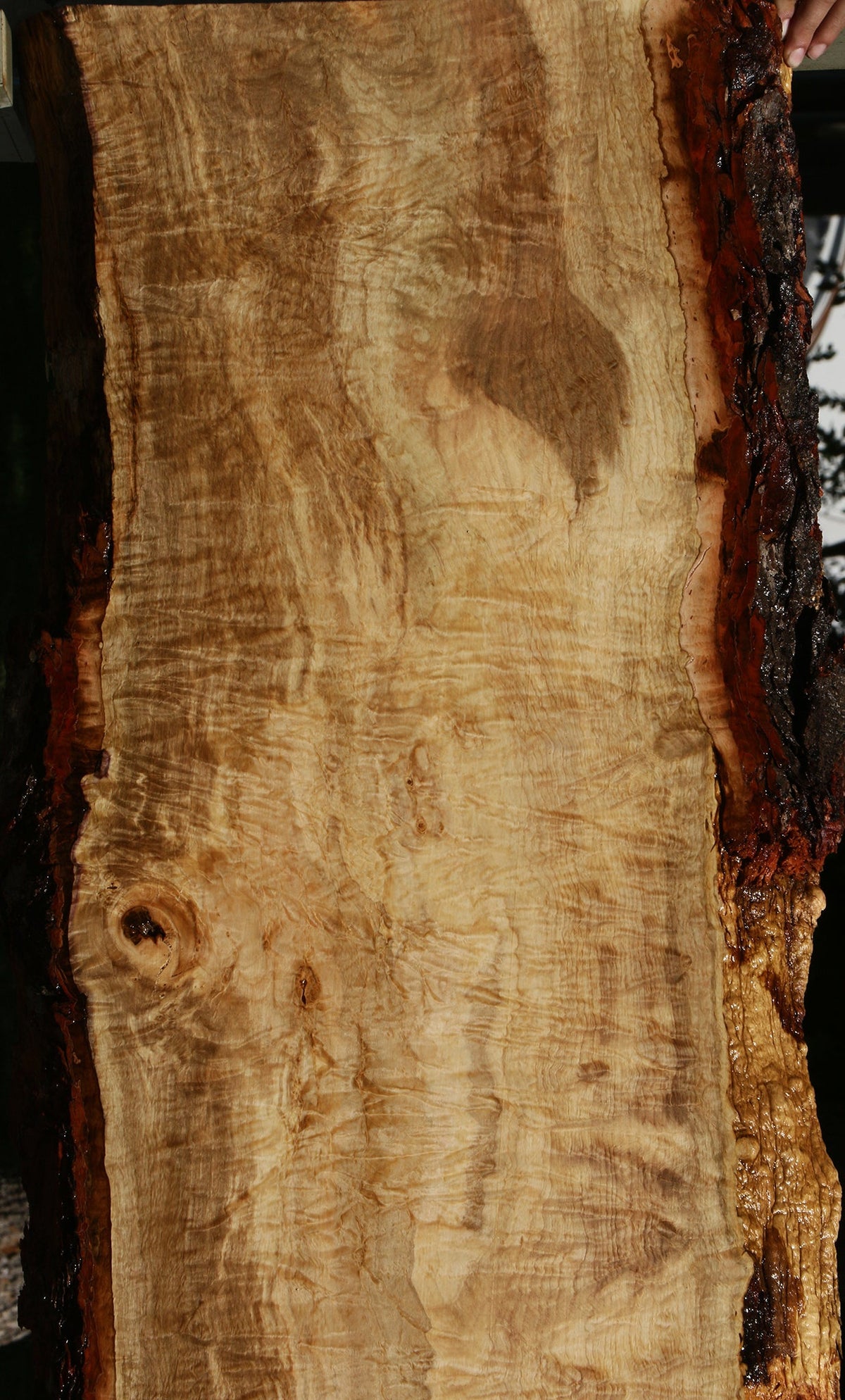 Extra Fancy Silver Maple Live Edge Slab