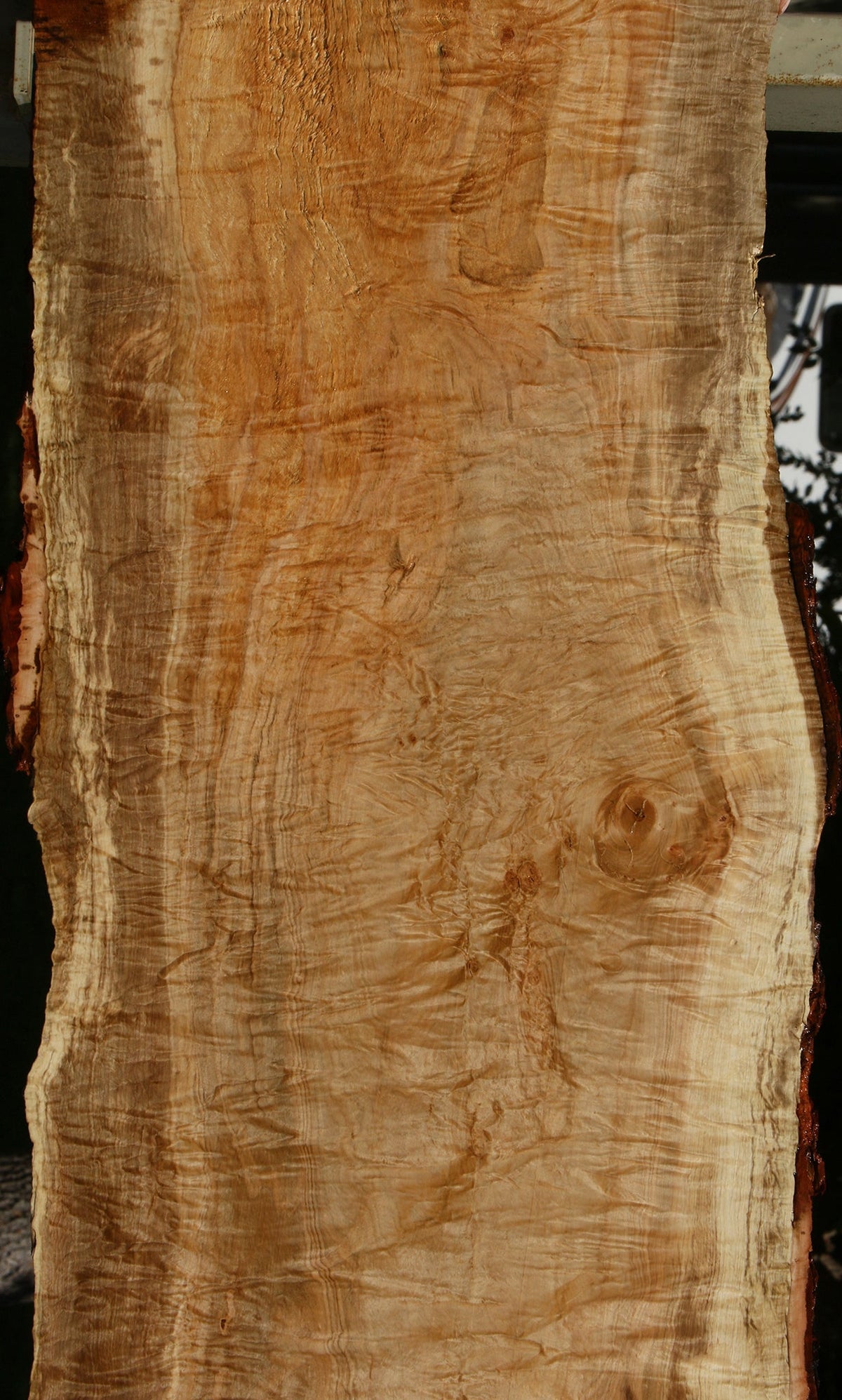 Extra Fancy Silver Maple Live Edge Slab