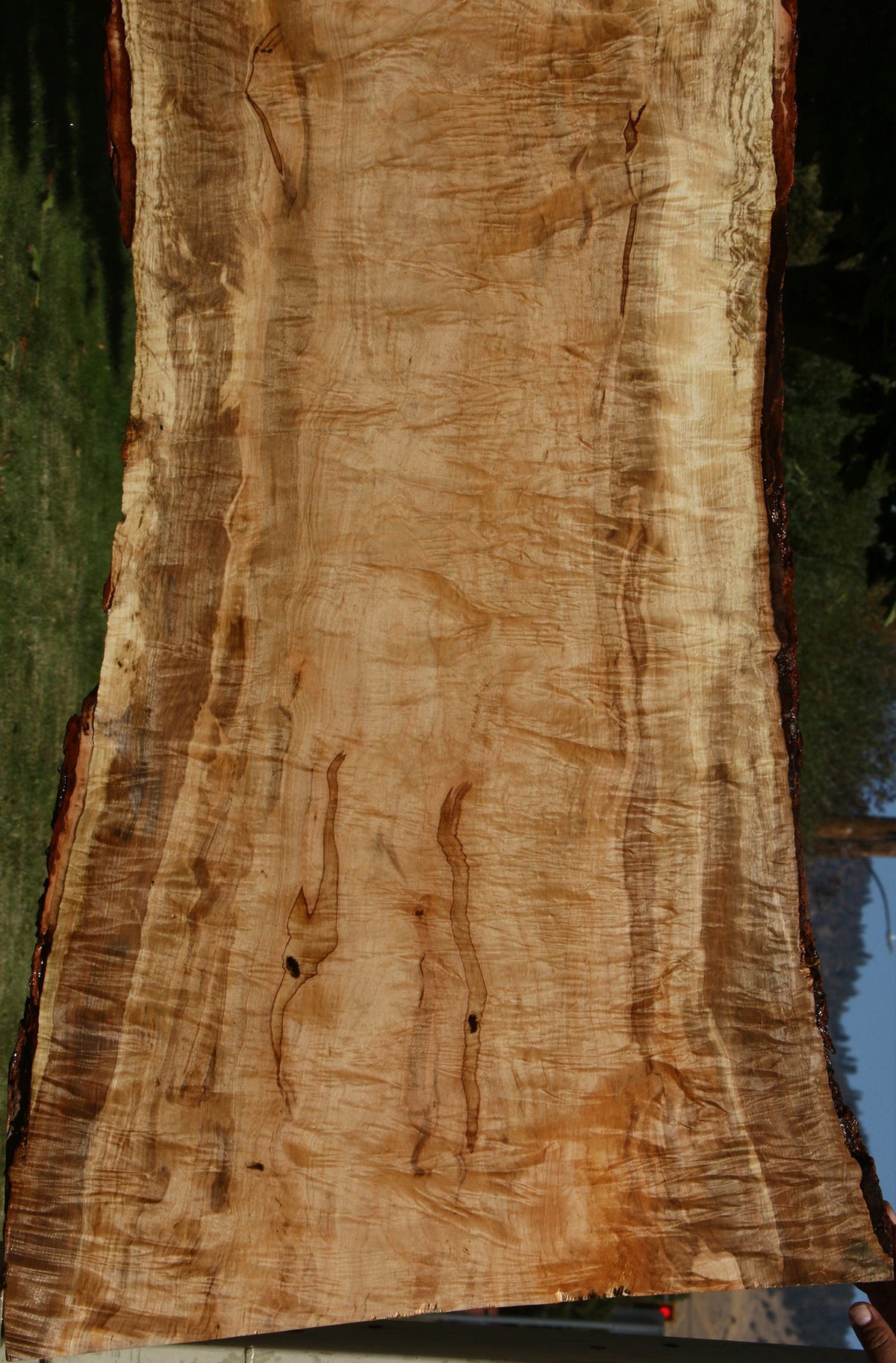 Extra Fancy Silver Maple Live Edge Slab