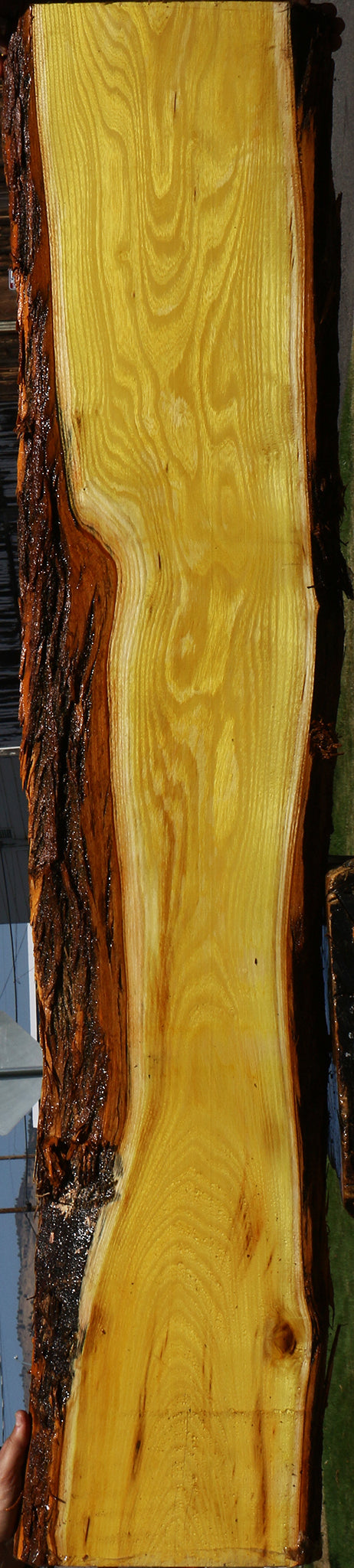 Osage Orange Live Edge Lumber