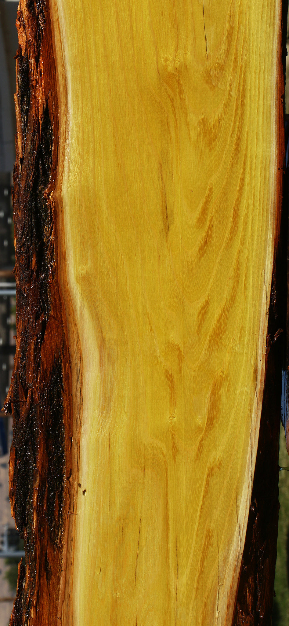 Osage Orange Live Edge Lumber