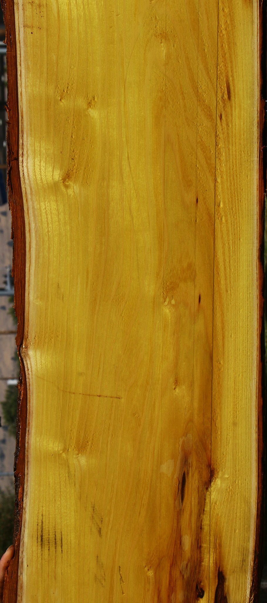 Osage Orange Live Edge Lumber