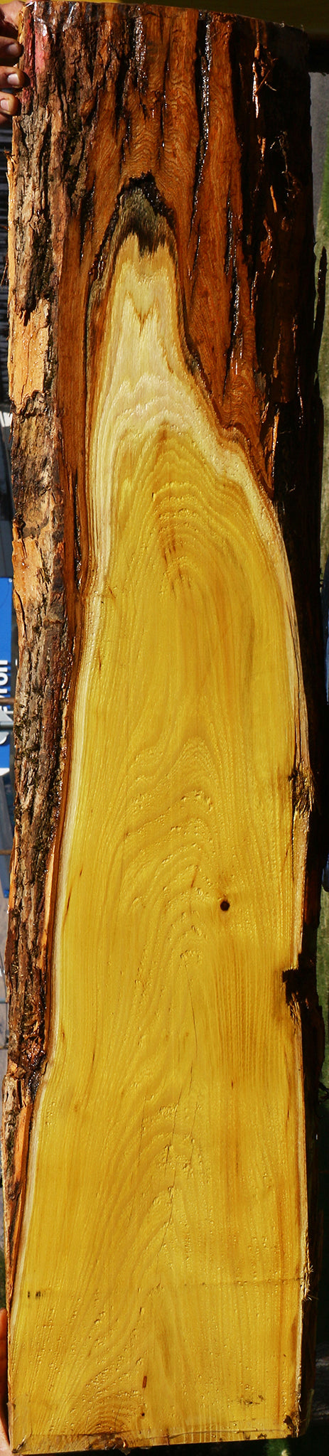 Osage Orange Live Edge Lumber