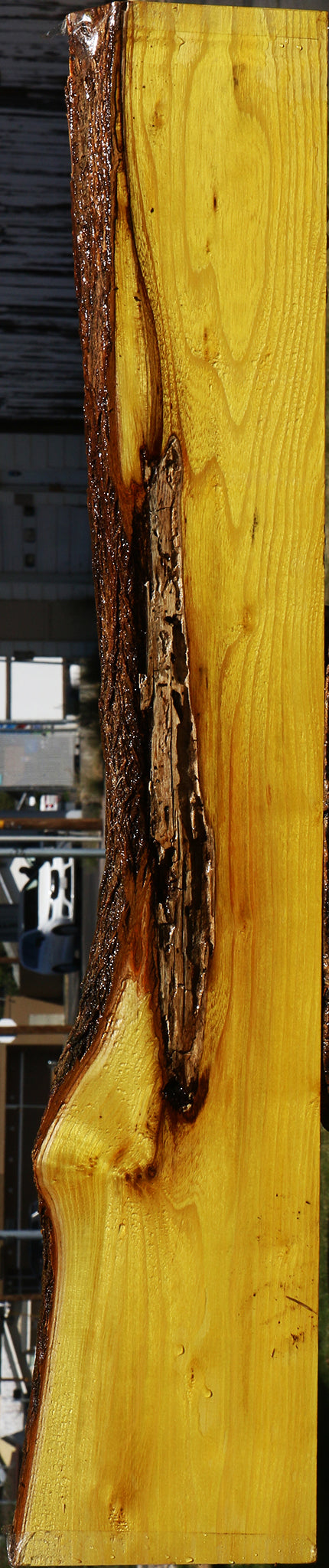 Osage Orange Live Edge Lumber