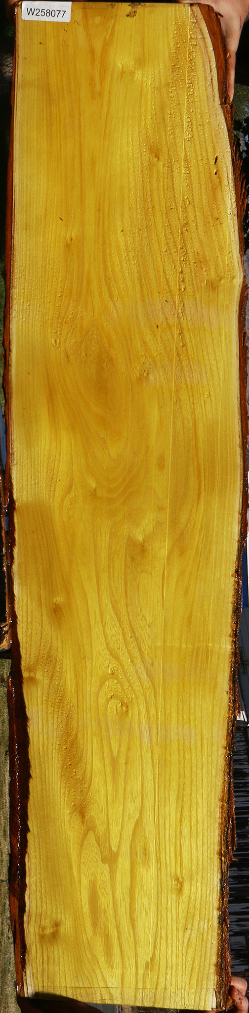 Osage Orange Live Edge Lumber