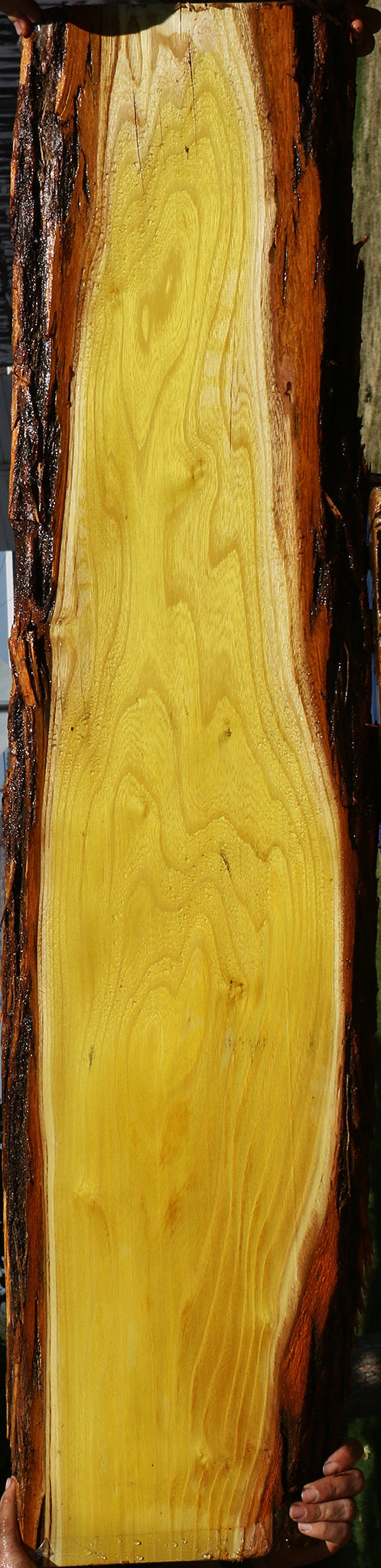 Osage Orange Live Edge Lumber