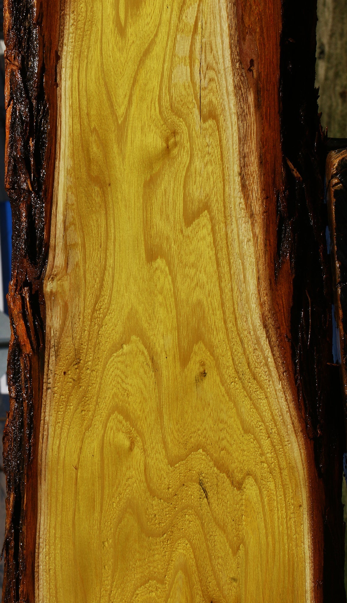 Osage Orange Live Edge Lumber