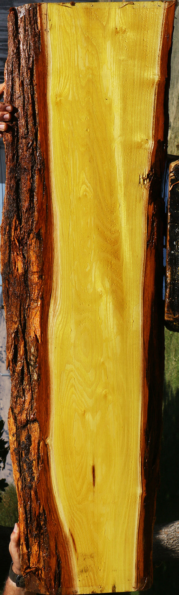 Osage Orange Live Edge Lumber