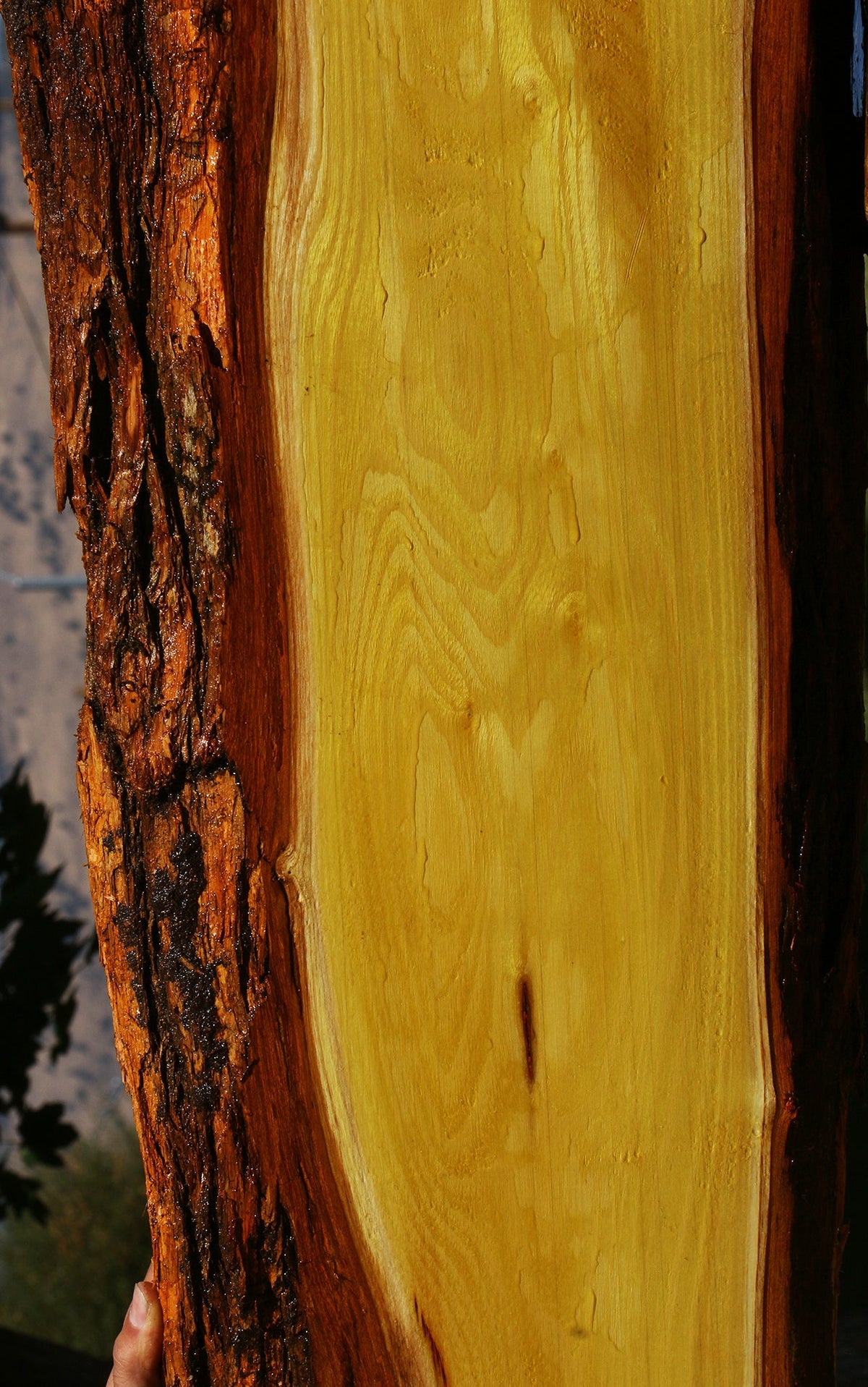 Osage Orange Live Edge Lumber