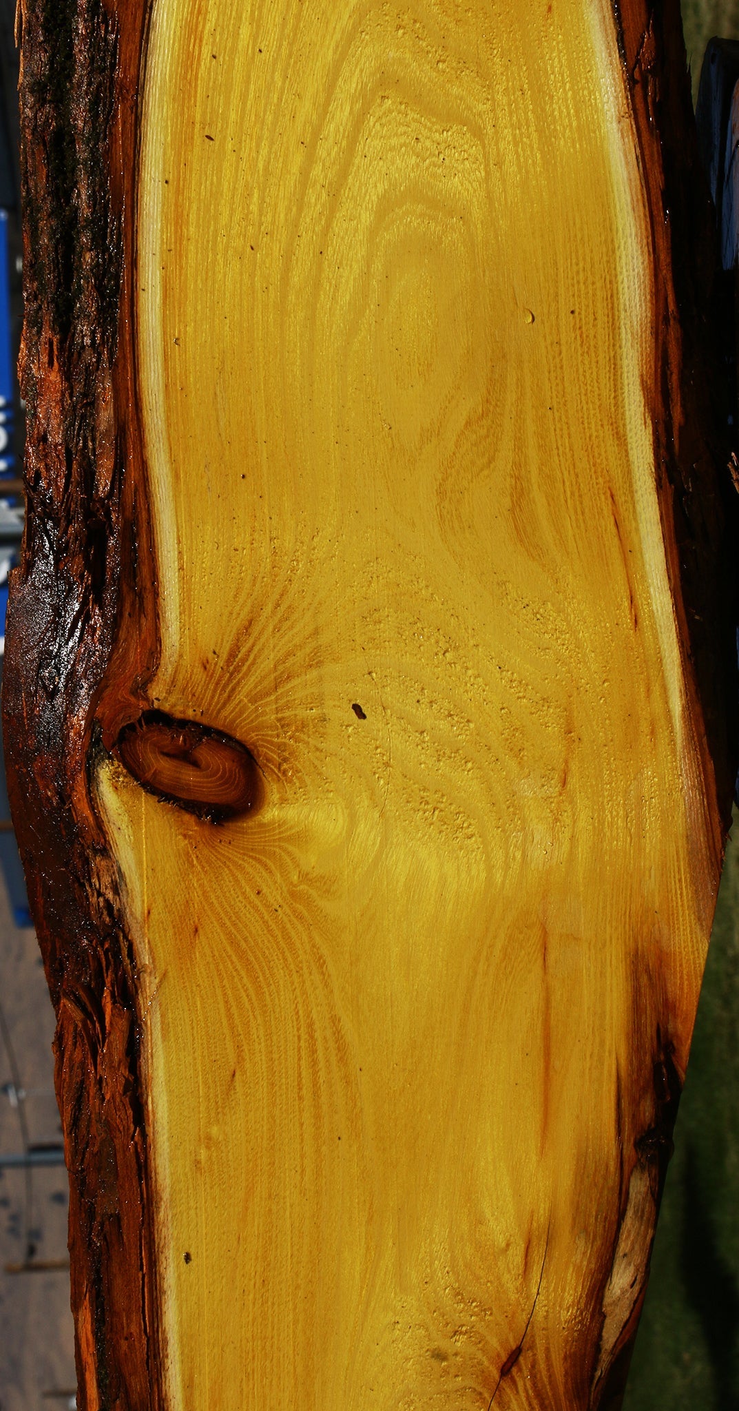 Osage Orange Live Edge Lumber