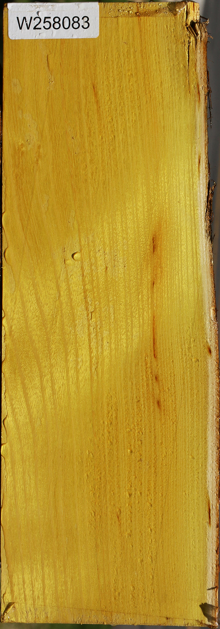 Osage Orange Live Edge Lumber