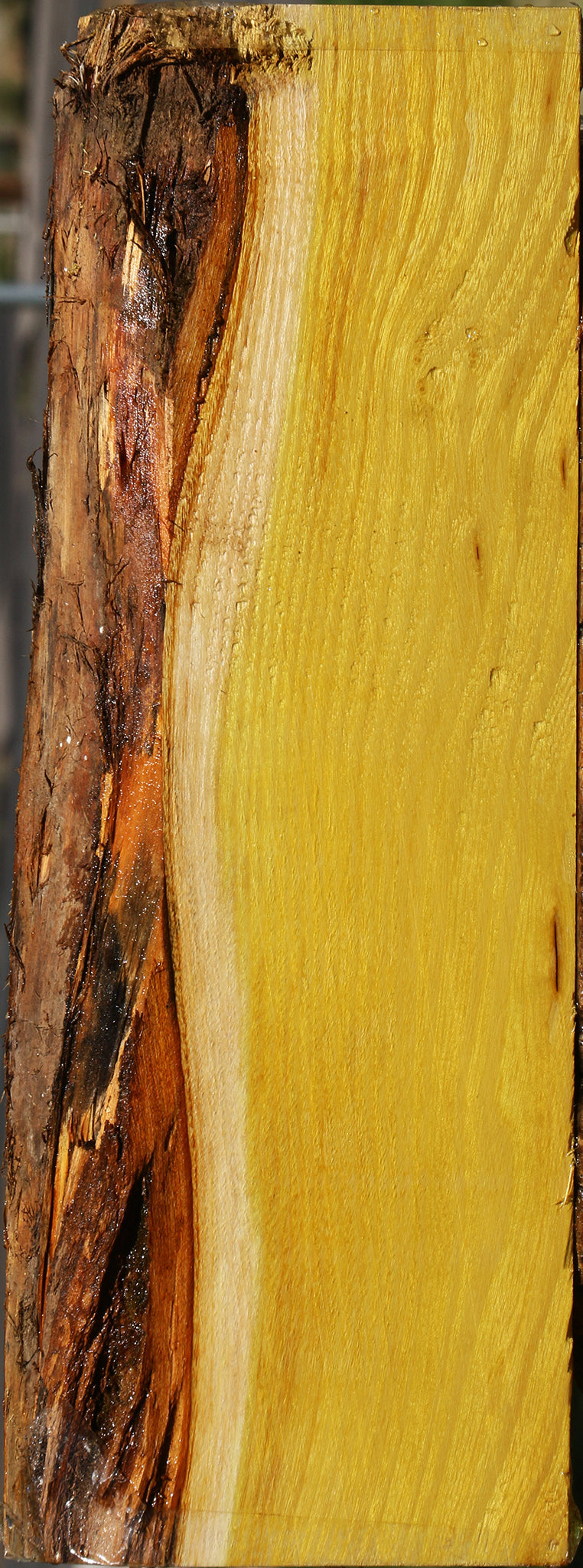 Osage Orange Live Edge Lumber