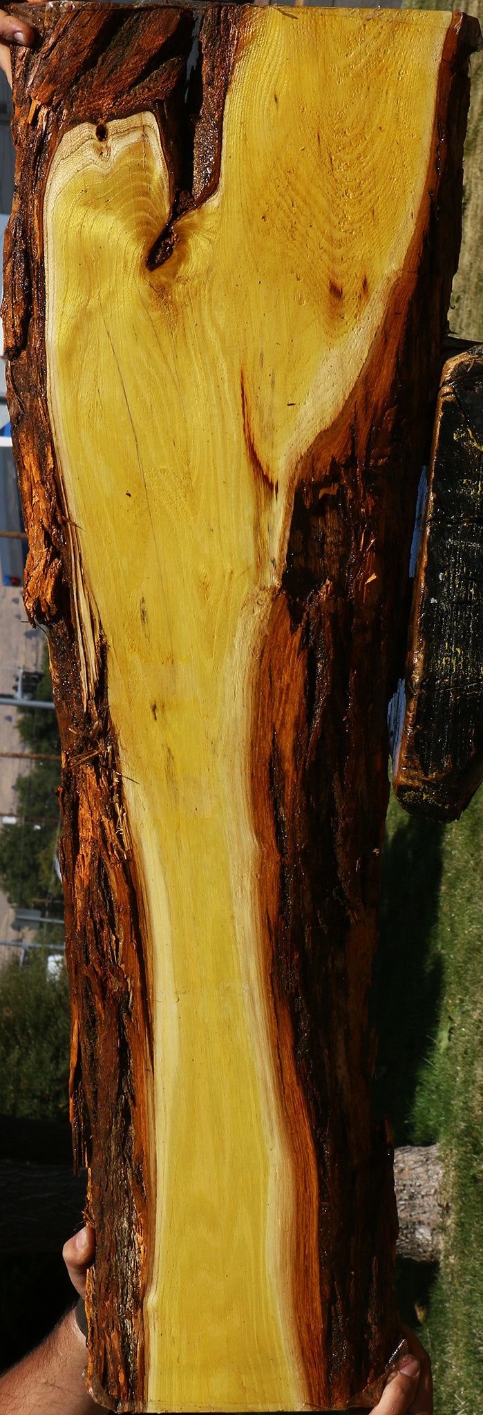 Osage Orange Live Edge Lumber