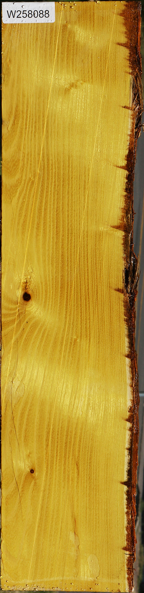 Osage Orange Live Edge Lumber