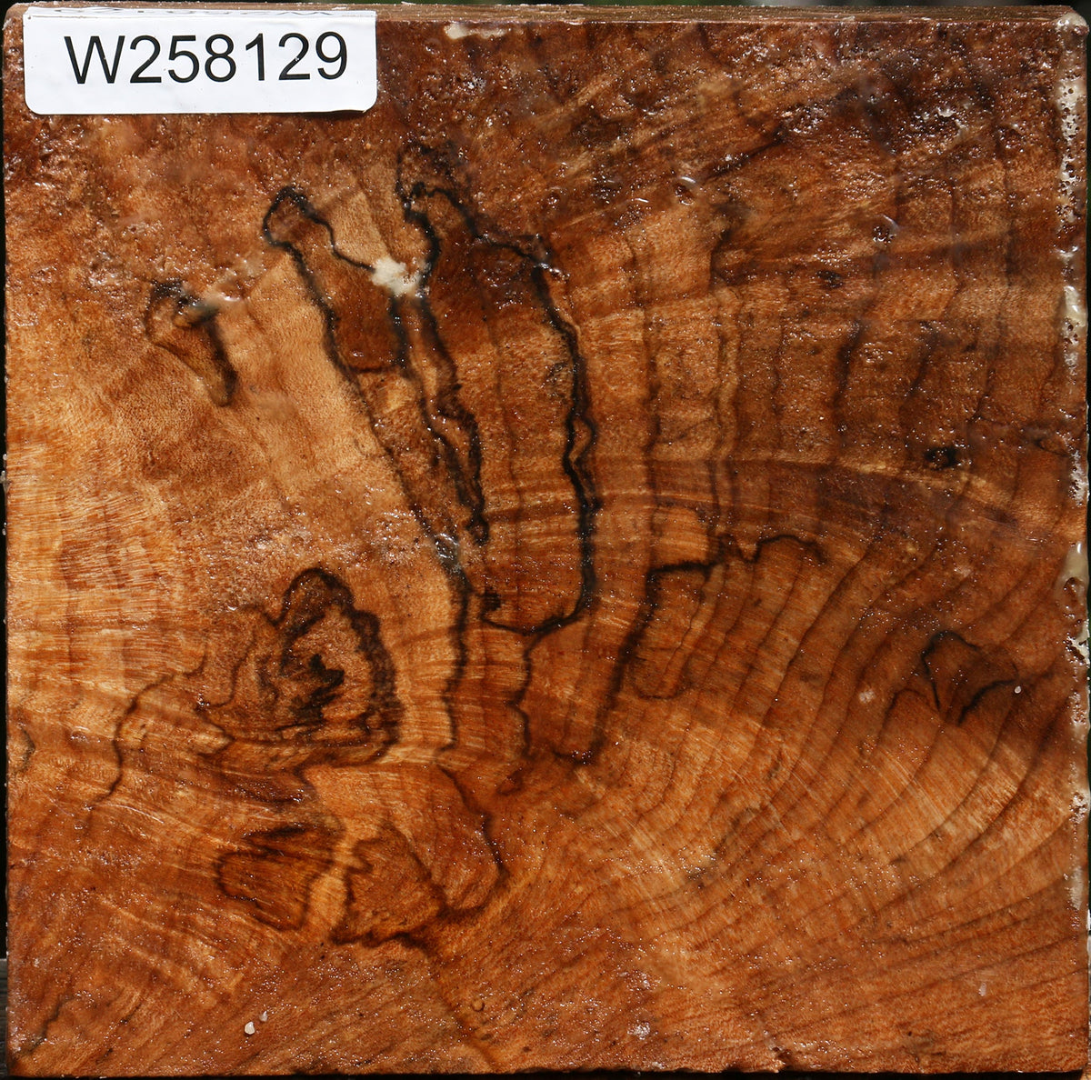 Extra Fancy Spalted Maple Bowl Blank