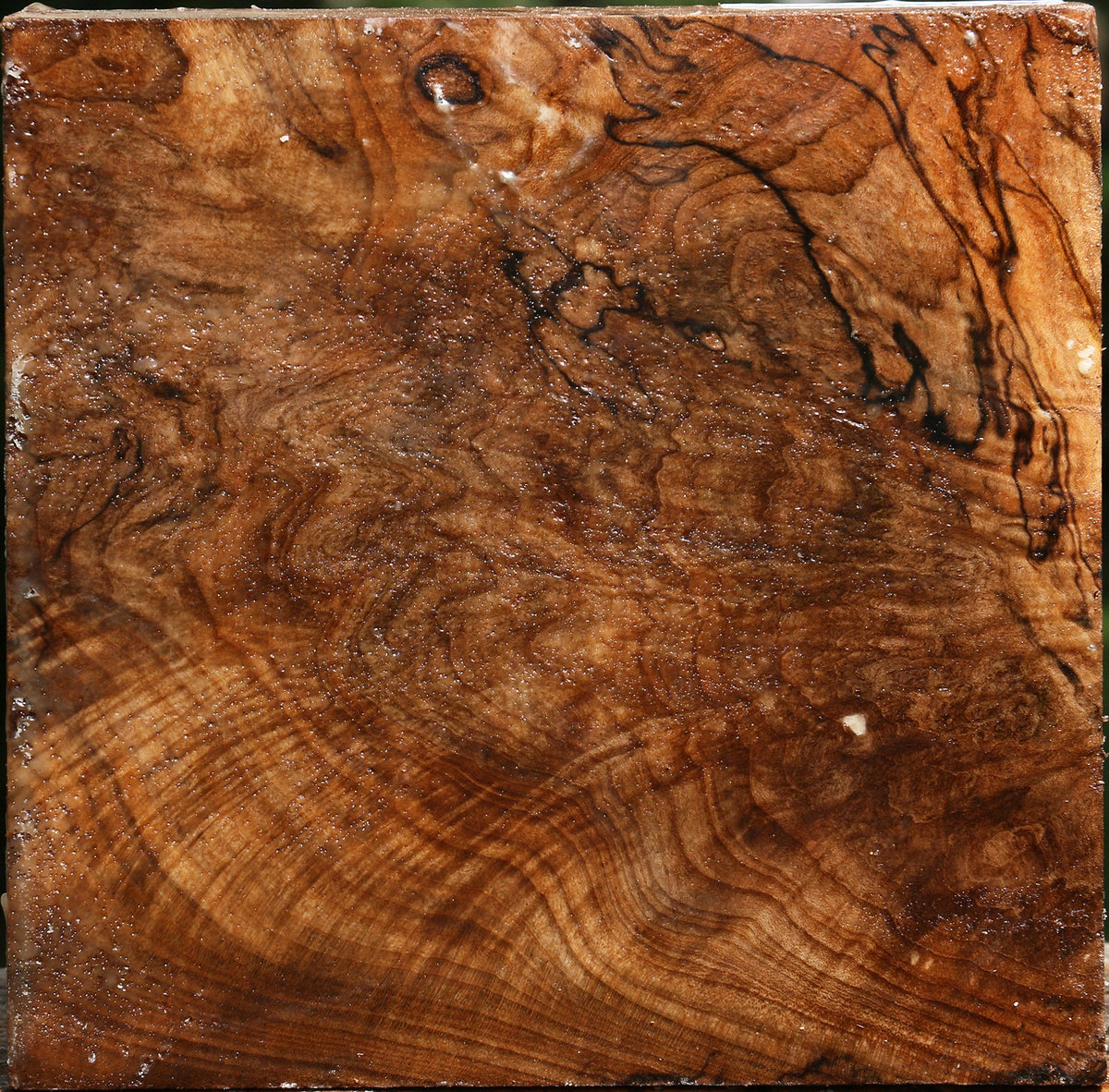 Extra Fancy Spalted Maple Bowl Blank