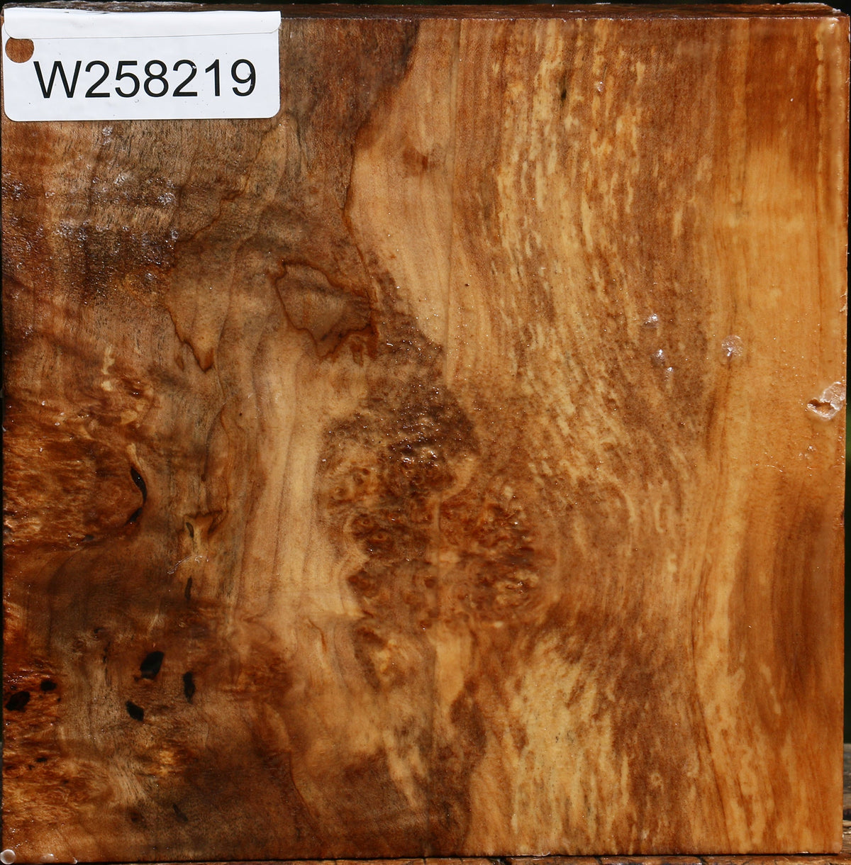 Extra Fancy Maple Burl Bowl Blank