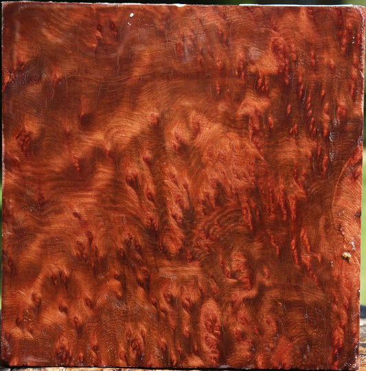 Redwood Burl Bowl Blank