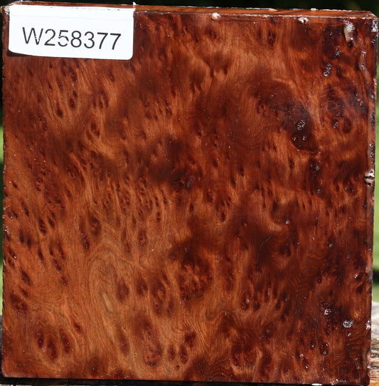 Redwood Burl Bowl Blank