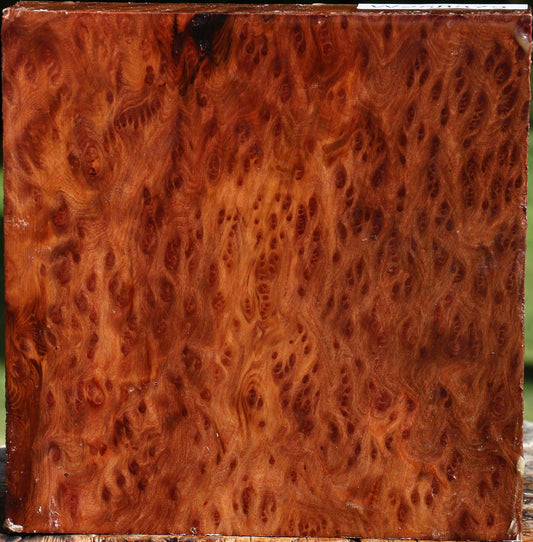 Redwood Burl Bowl Blank