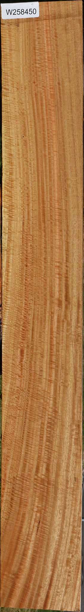 Exhibition Eucalyptus Lumber