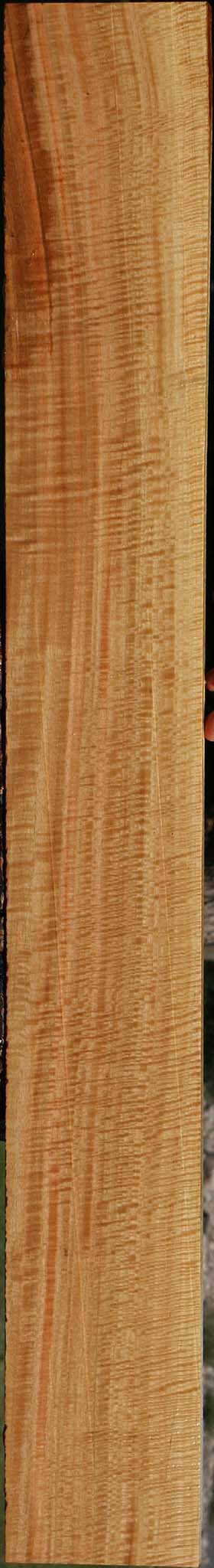 Exhibition Eucalyptus Lumber