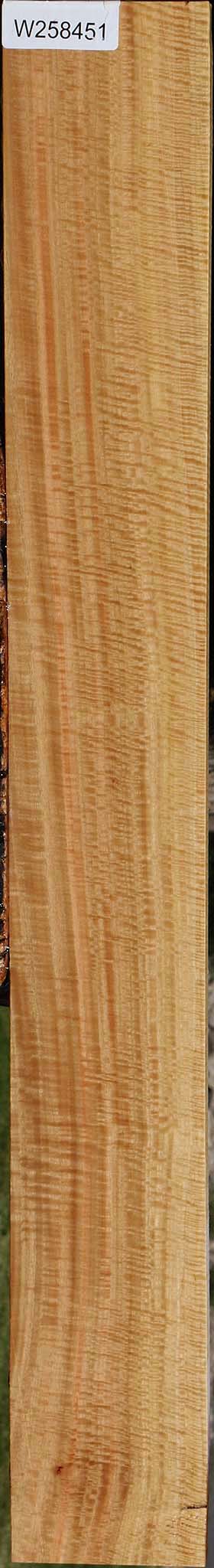 Exhibition Eucalyptus Lumber