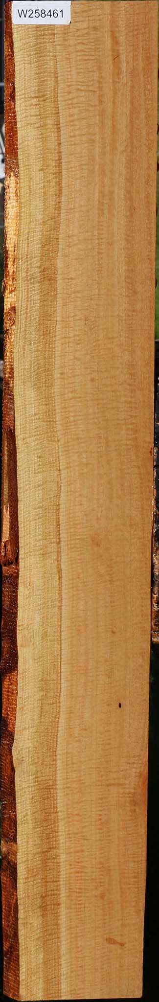 Exhibition Eucalyptus Live Edge Lumber