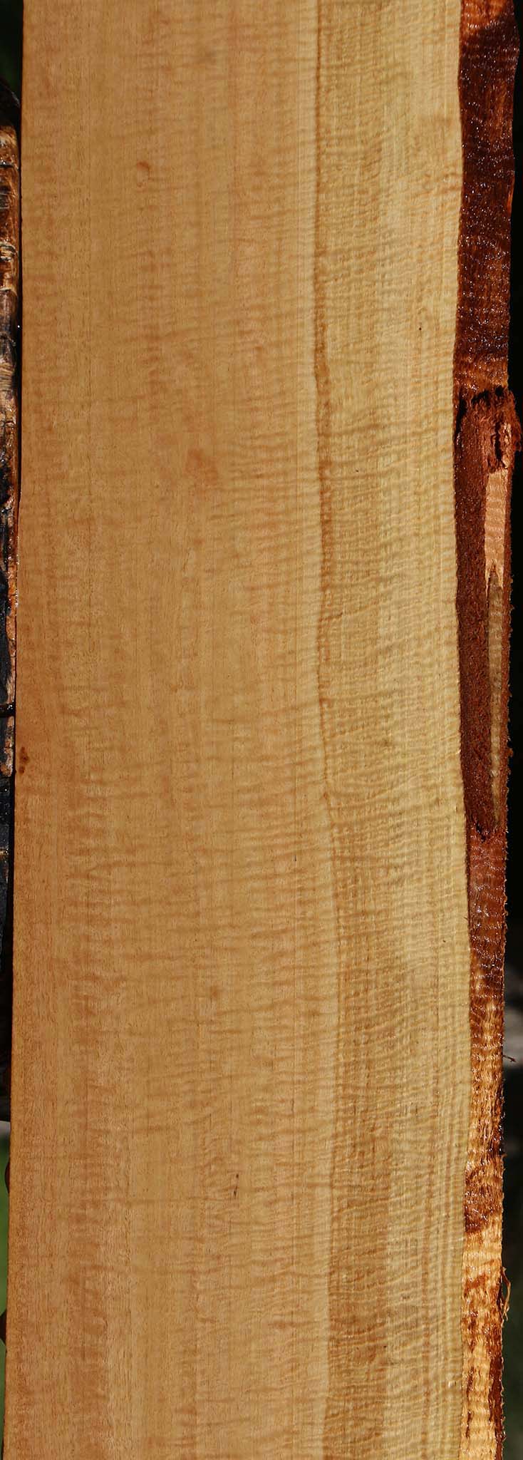 Exhibition Eucalyptus Live Edge Lumber