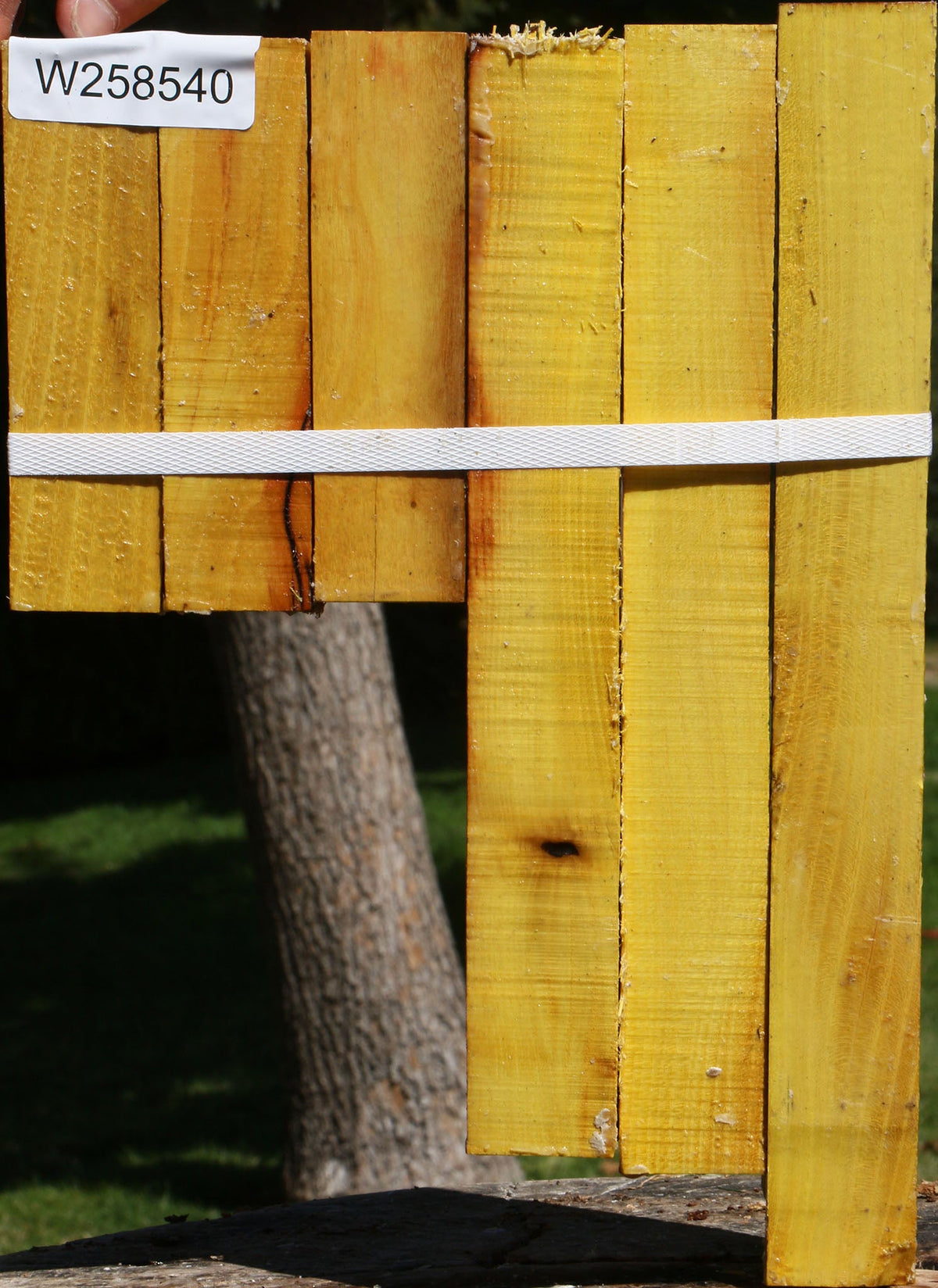 Osage Orange Turning Square 6 Pack