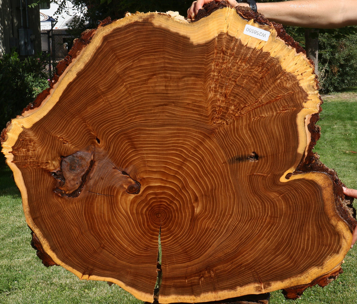 Figured Elm Cookie (Freight Shipping Required)