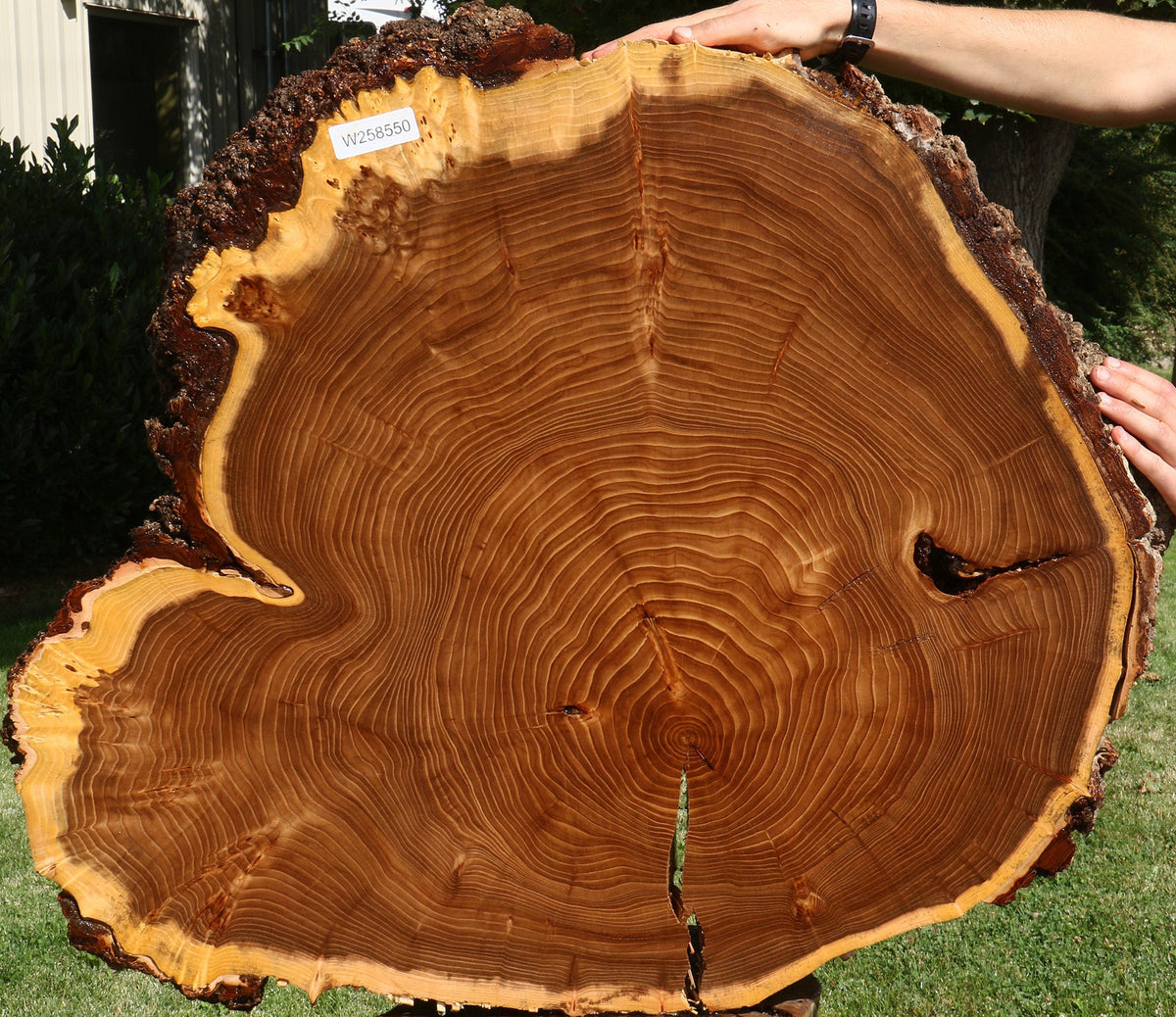 Figured Elm Cookie (Freight Shipping Required)