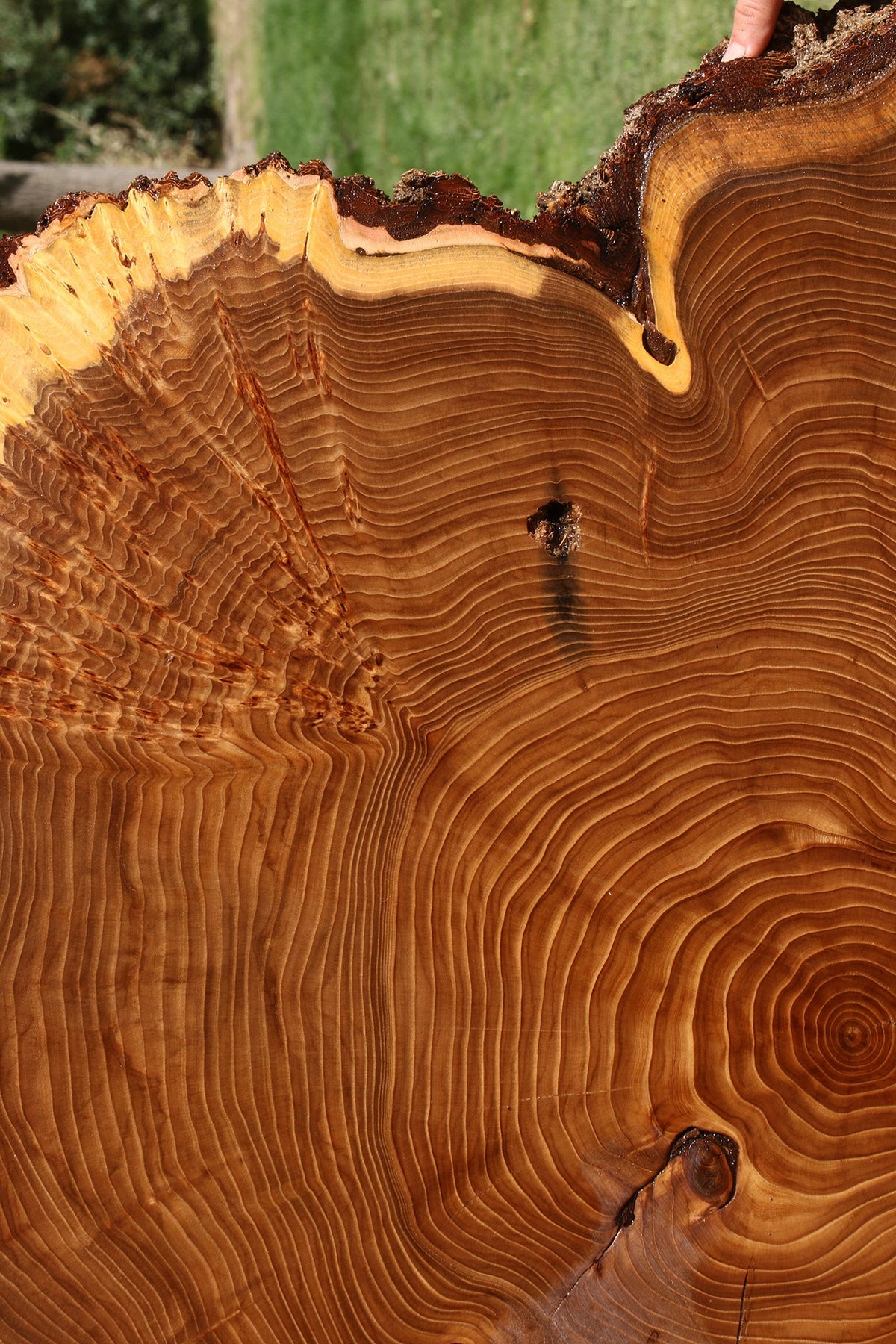 Figured Elm Cookie (Freight Shipping Required)