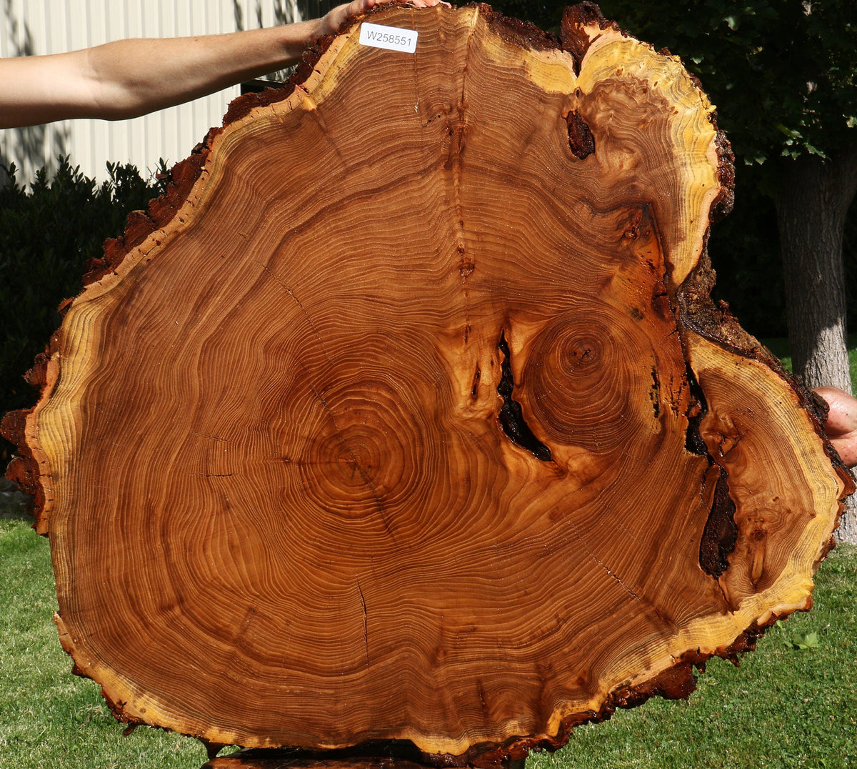 Figured Elm Cookie (Freight Shipping Required)