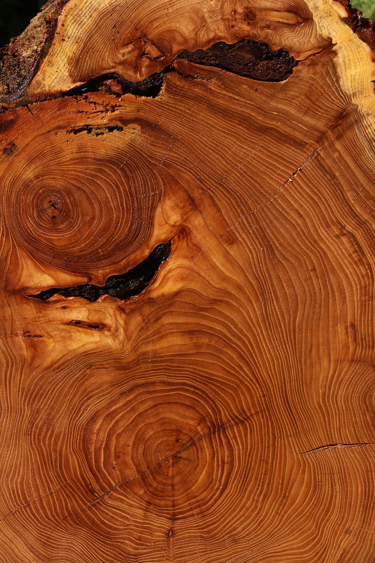 Figured Elm Cookie (Freight Shipping Required)