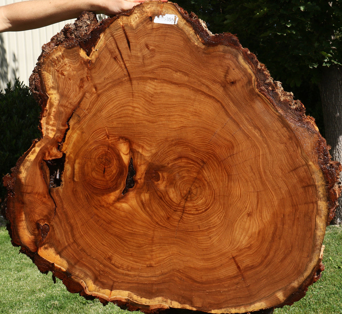 Figured Elm Cookie (Freight Shipping Required)