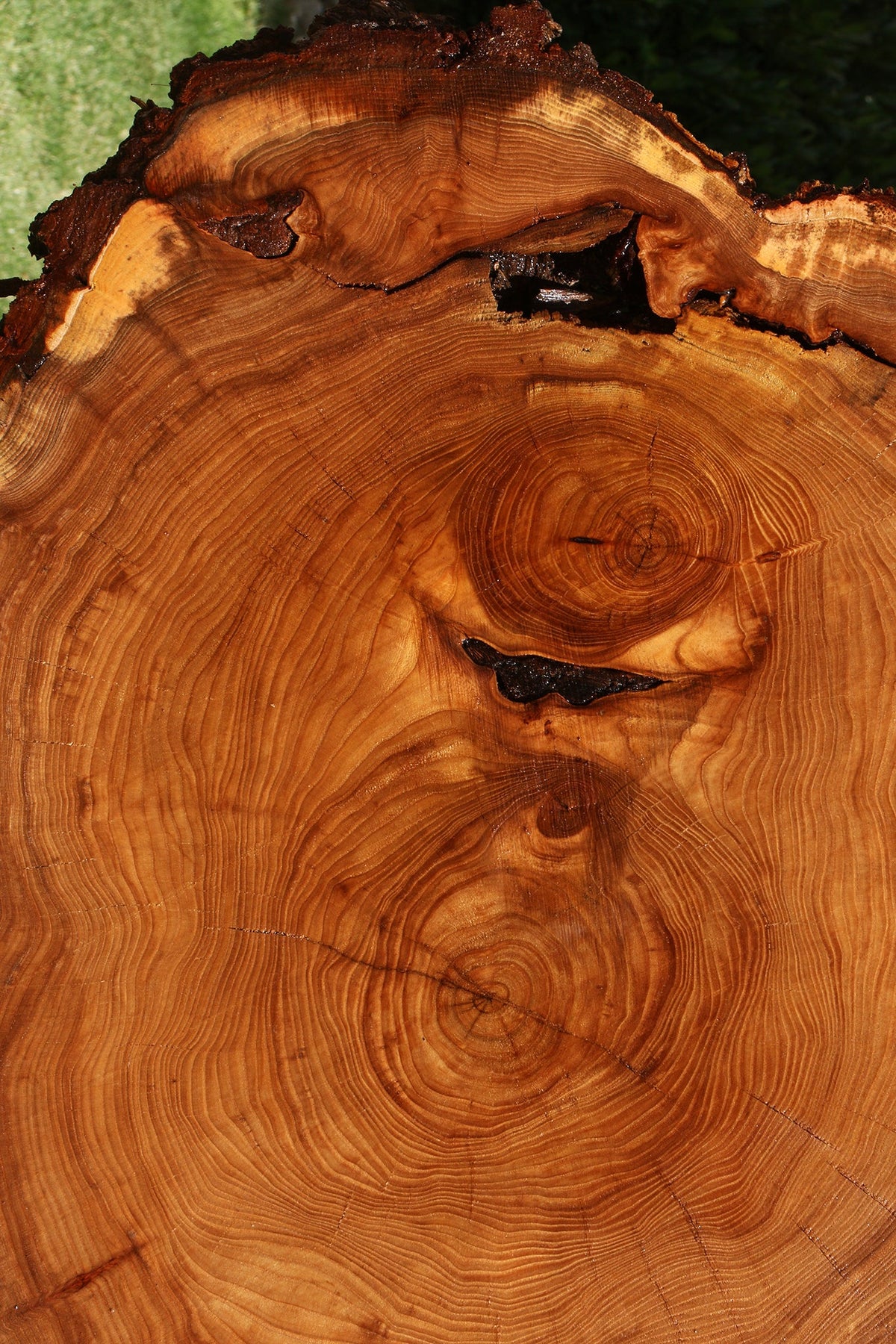 Figured Elm Cookie (Freight Shipping Required)